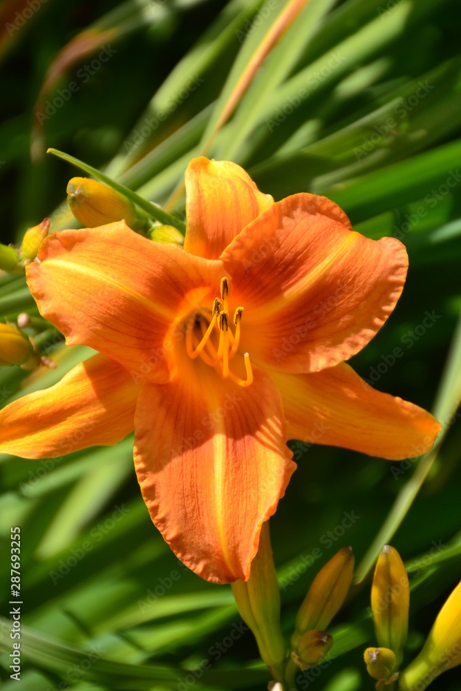 Fototapeta premium Orange Lily
