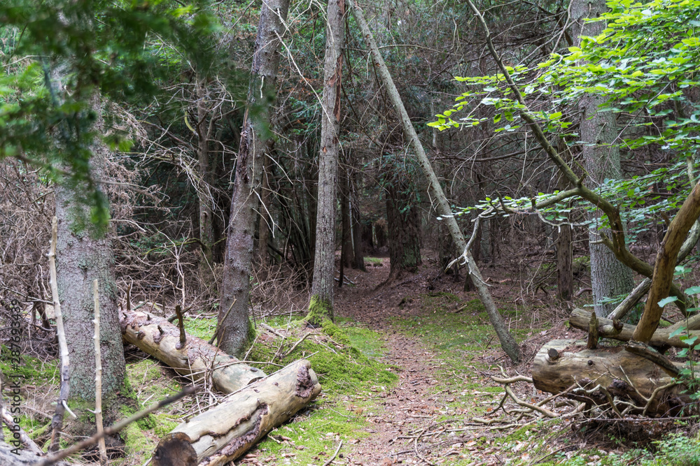 Footpath through an old unspoiled forest with mossy ground Footpath through an old unspoiled forest with mossy ground