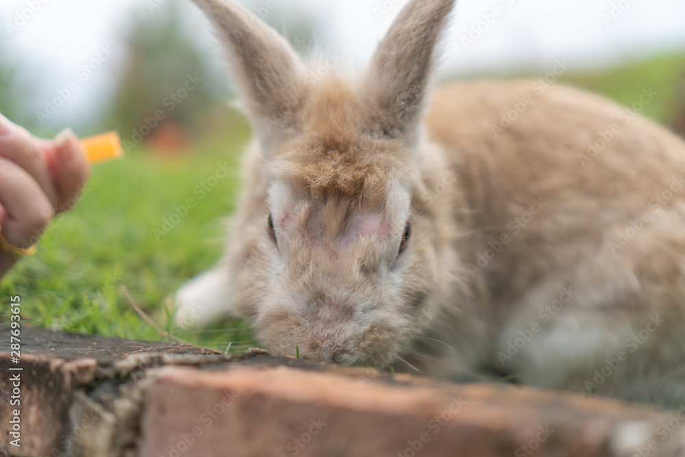 someone trying to feed the light brown rabbit with a piece of carrot. There is a scar on head of the rabbit. someone trying to feed the light brown rabbit with a piece of carrot. There is a scar on head of the rabbit.