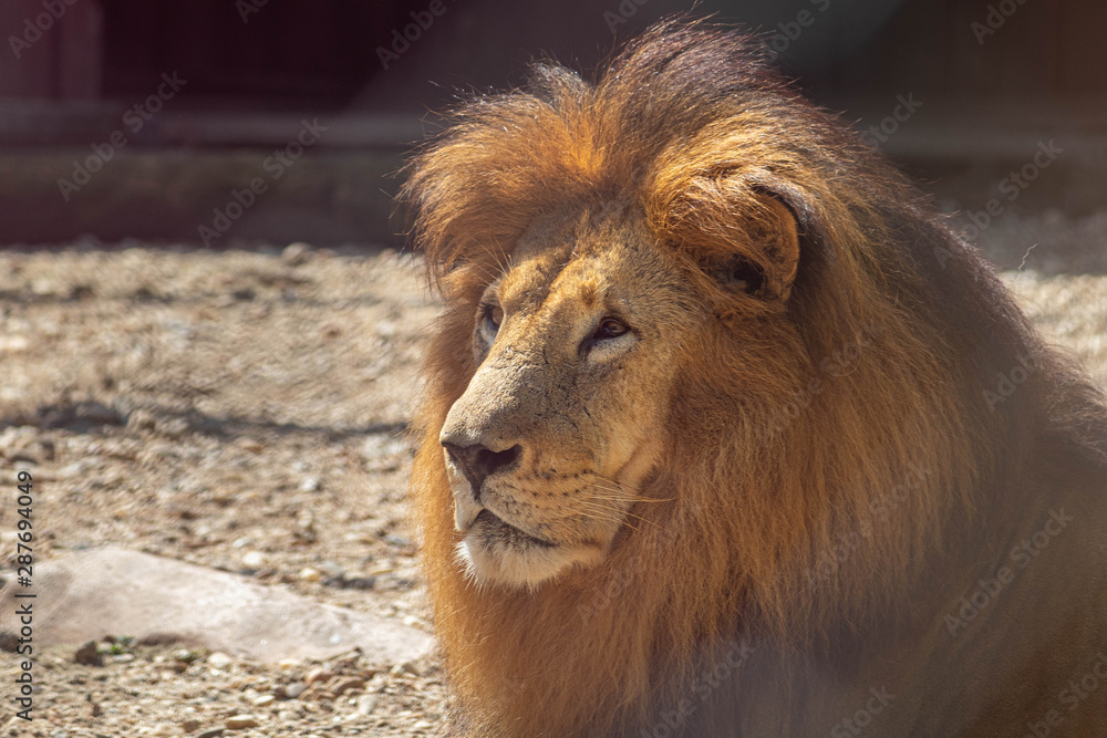 Fototapeta premium lion rests in the zoo