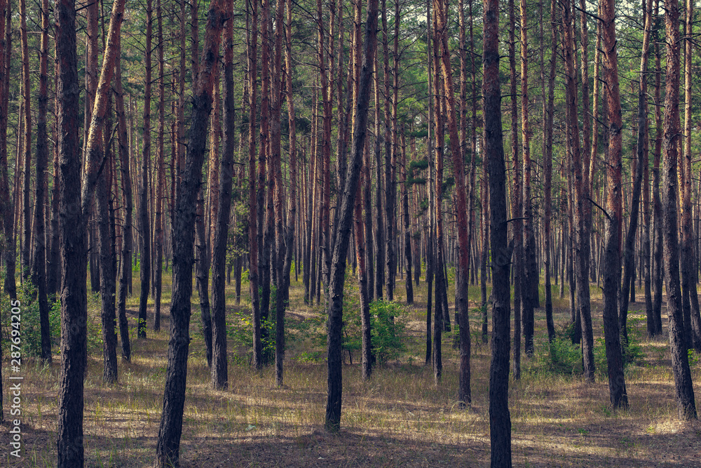 Fototapeta premium countryside landscape, pine forest
