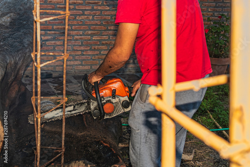 Closeup of old chain-saw using by barehand male worker to cut the tree in bright sunny day photo