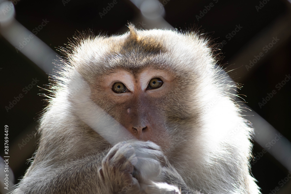 Obraz premium sad locked monkey in the zoo