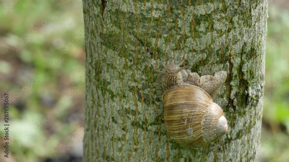 A snail creeps on a tree in the forest. A snail creeps on a tree in the forest.