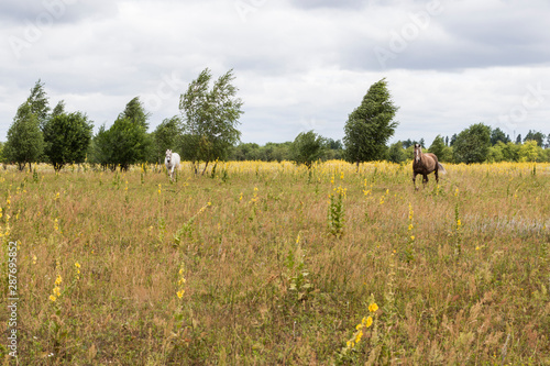 Field, two horses graze in the meadow, on the horizon - forest