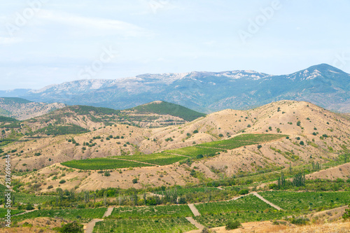 Beautiful vineyards in the mountains of Crimea overlooking the sea
