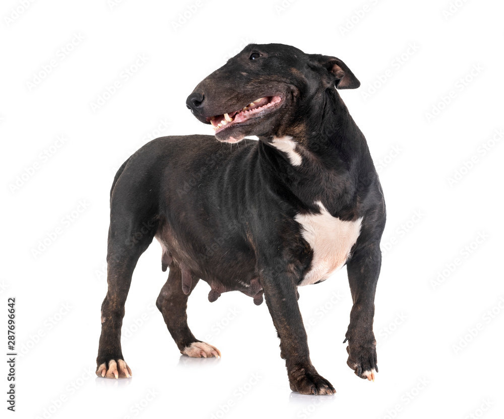 miniature bull terrier in studio miniature bull terrier in studio