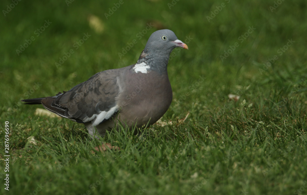 A pretty Woodpidgeon, Columba palumbus, standing in the grass. It has been searching around for food. A pretty Woodpidgeon, Columba palumbus, standing in the grass. It has been searching around for food.