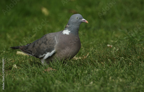 A pretty Woodpidgeon, Columba palumbus, standing in the grass. It has been searching around for food.