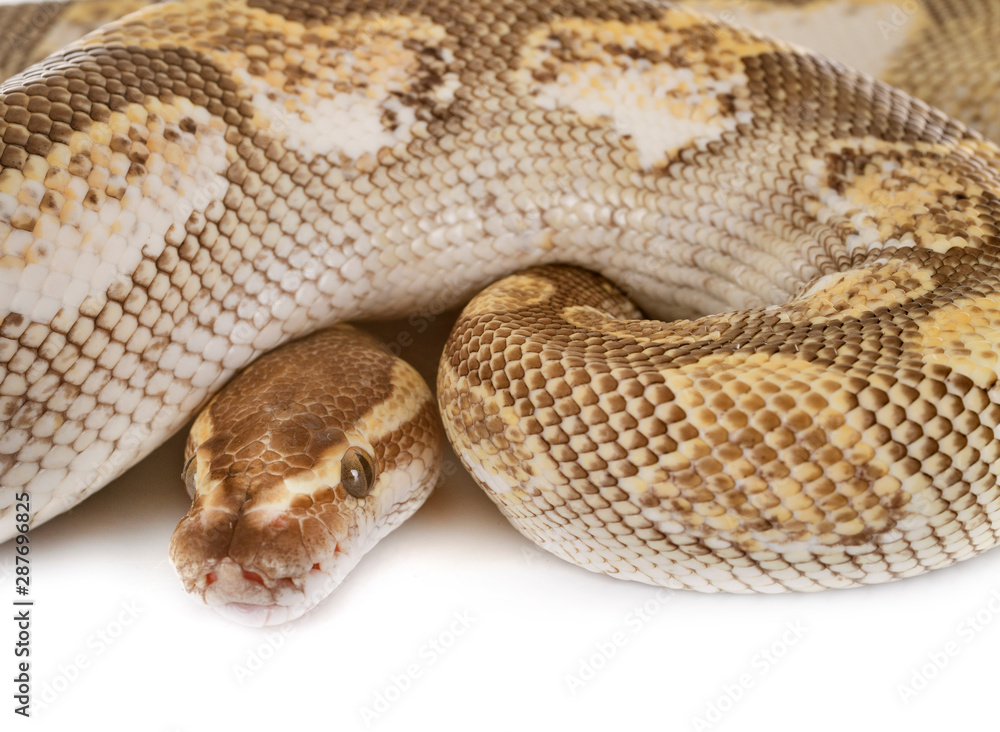 Obraz premium Ball python in studio