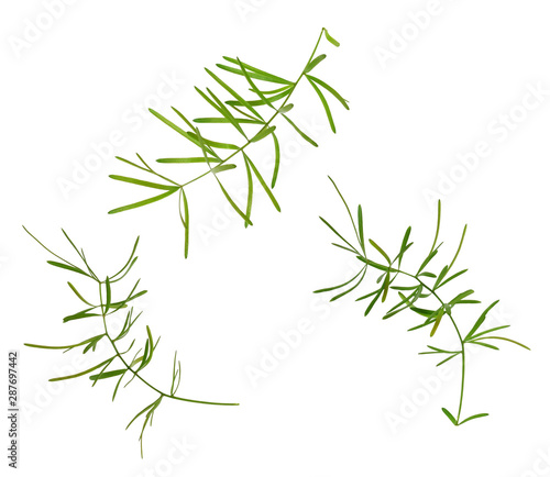 Set of green asparagus leaves