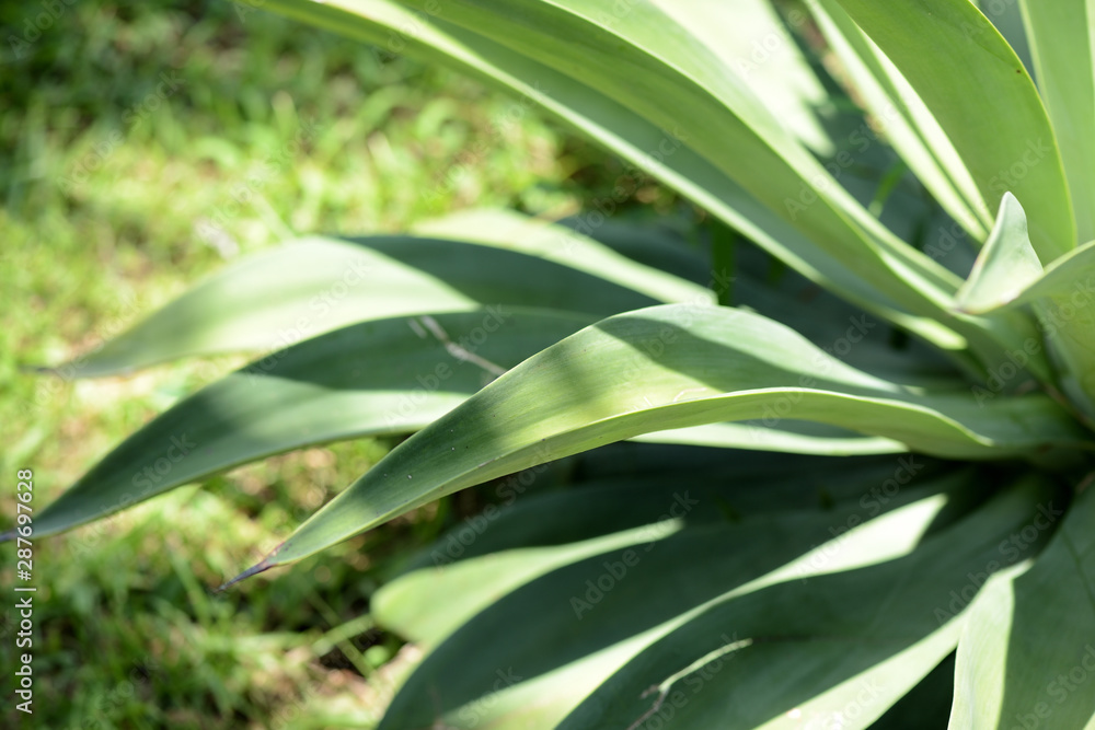Green leaves of tropical plants close-up. Natural background Green leaves of tropical plants close-up. Natural background