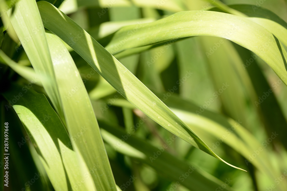 Green leaves of tropical plants close-up. Natural background Green leaves of tropical plants close-up. Natural background