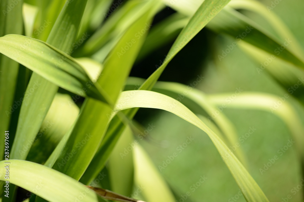 Green leaves of tropical plants close-up. Natural background Green leaves of tropical plants close-up. Natural background