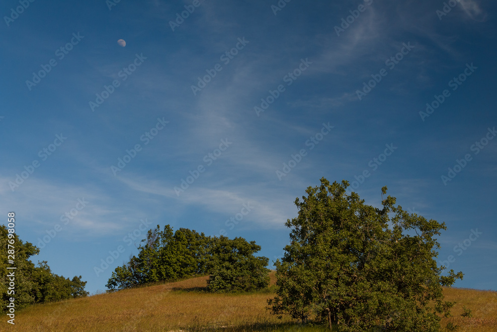 Field over an hill ,tree and deep blue sky with clouds and day moon