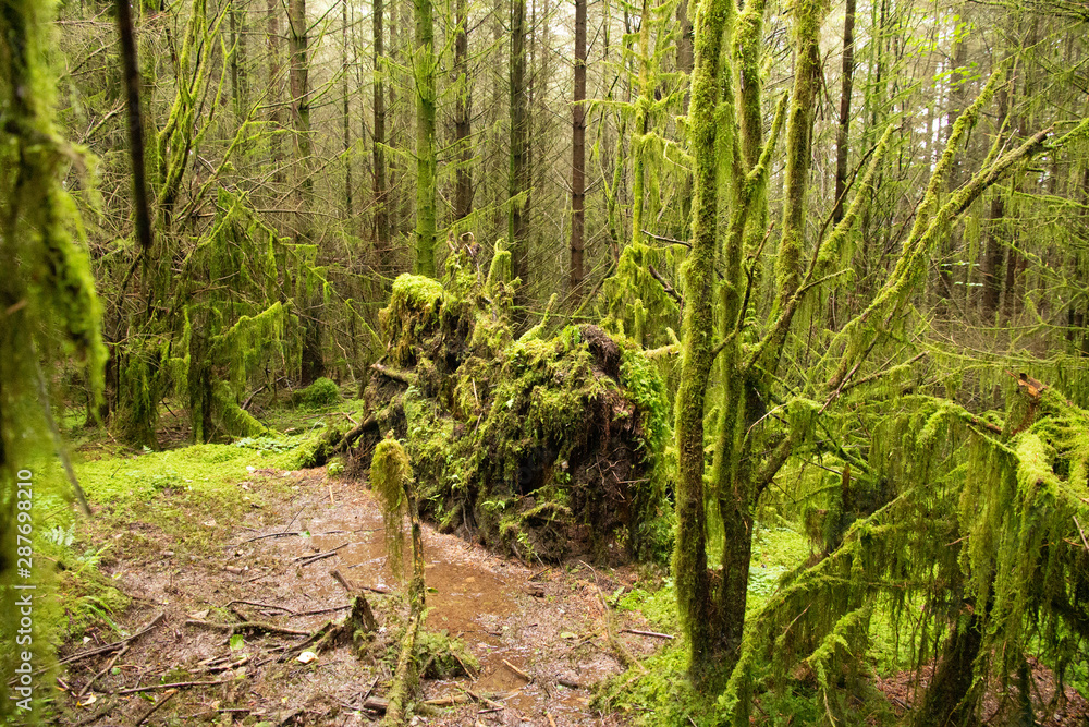 Fototapeta premium Lake District woodland trees