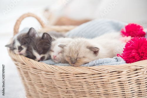 Group of four little persian kitten sleeping in basket