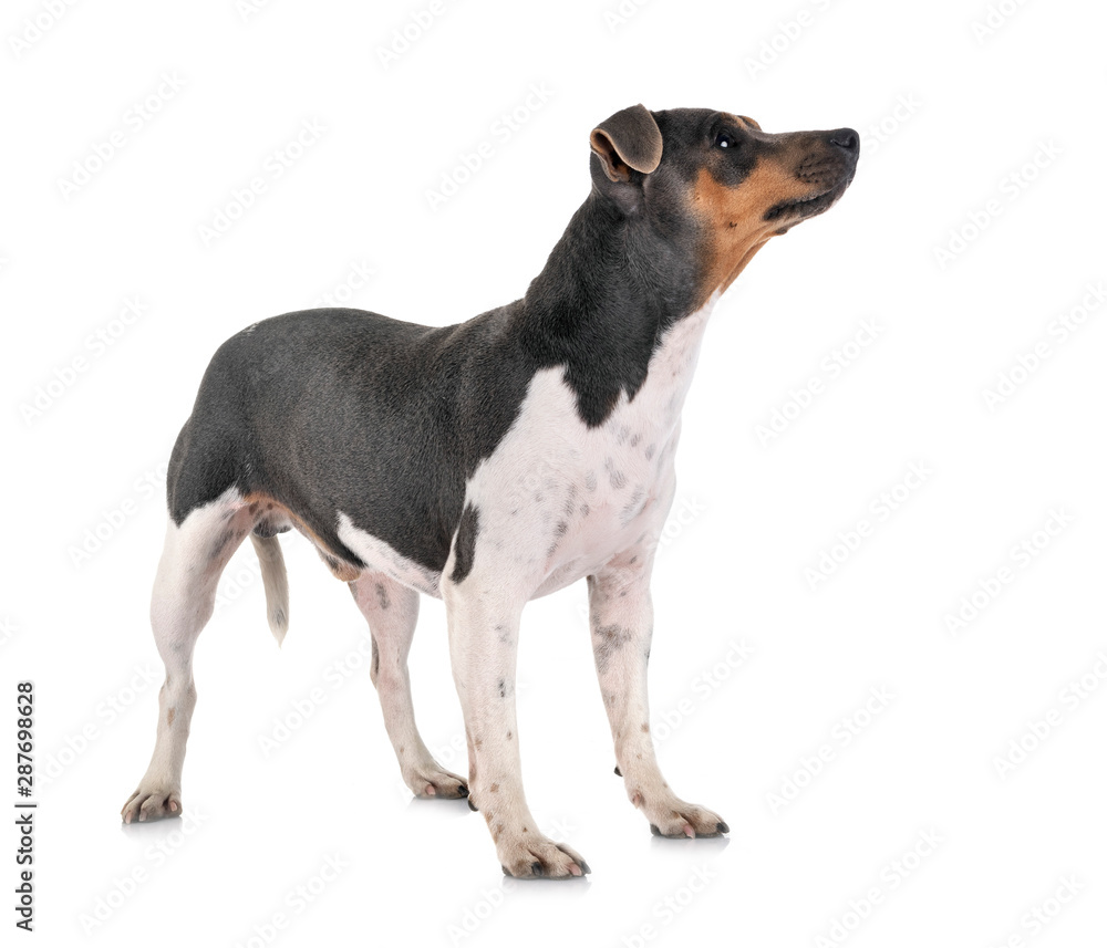 Brazilian Terrier in studio Brazilian Terrier in studio