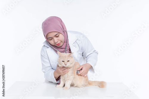 Persian cat with veterinarian asian doctor at vet clinic