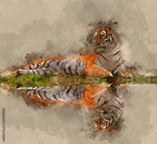 Digital watercolor painting of Beautiful tiger laying down on grassy bank reflection in water
