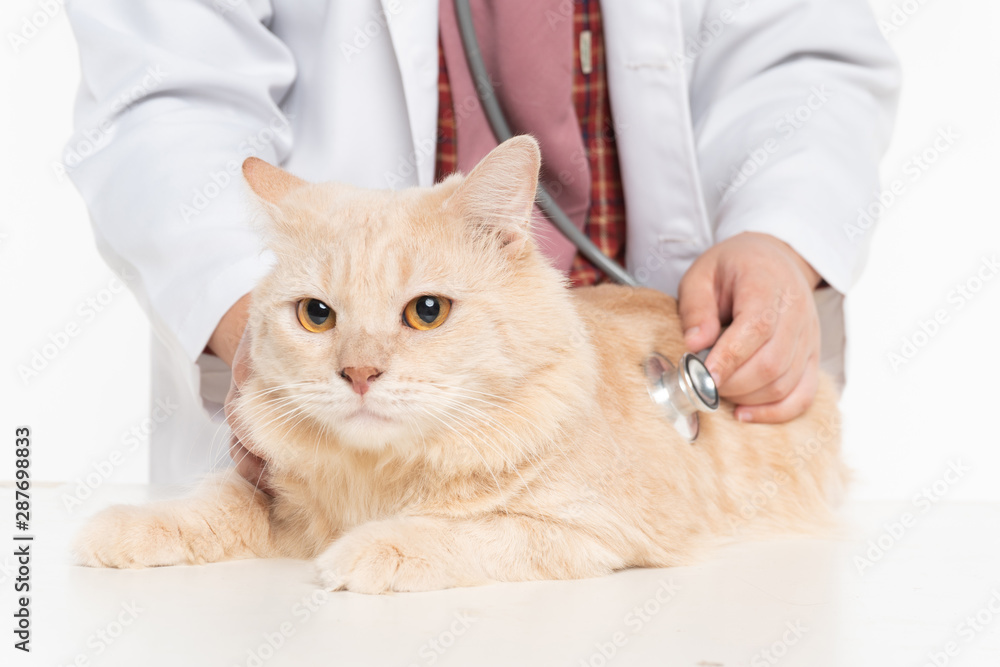 Vet with stethoscope and cat close-up Vet with stethoscope and cat close-up