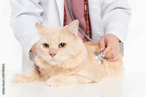 Vet with stethoscope and cat close-up
