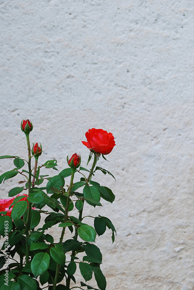 Red roses white stone wall for decoration design.Vintage background with garden flowers. Red roses white stone wall for decoration design.Vintage background with garden flowers.