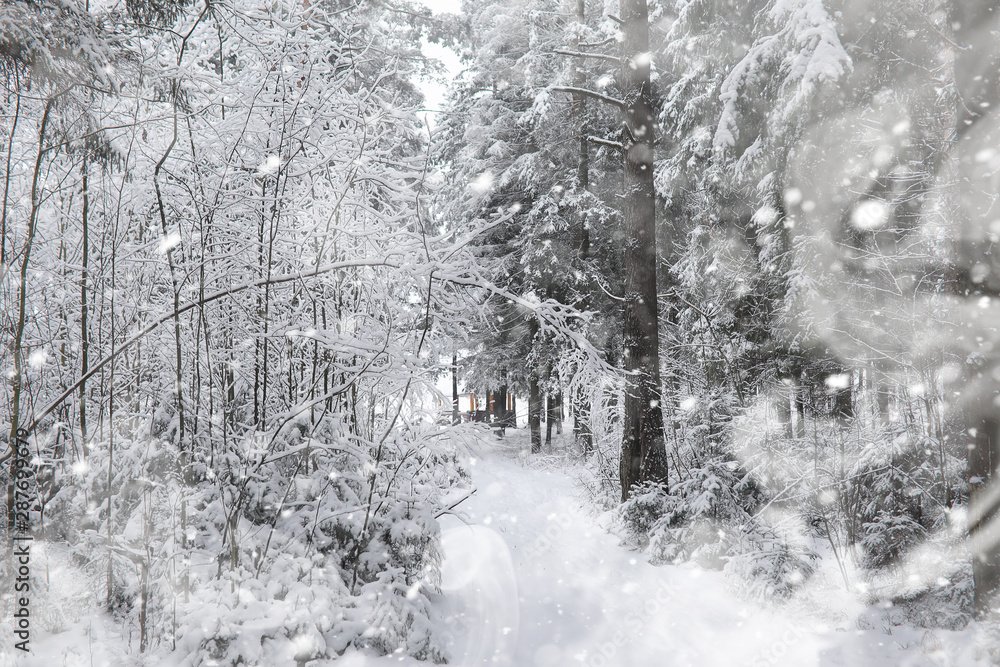 Winter landscape. Forest under the snow. Winter in the park. Winter landscape. Forest under the snow. Winter in the park.