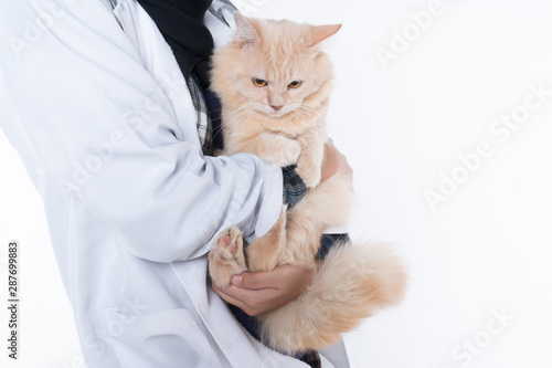 Cropped image of beautiful young veterinarian holding cute cat