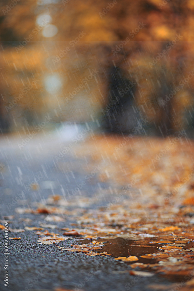Autumn rain in the park Autumn rain in the park