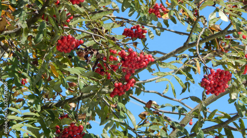 Autumn pucture. Ripe rowan berries. photo