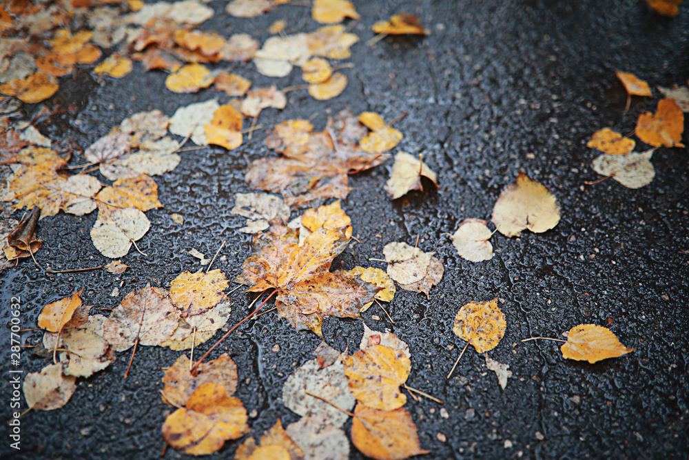 Fototapeta premium Autumn rain in the park