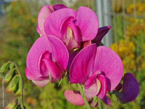 Groups of lathyrus latifolus flowers. This is pink petals on deifferent stem ages. One group is in bloom. Fresh shoot summer season horticulture