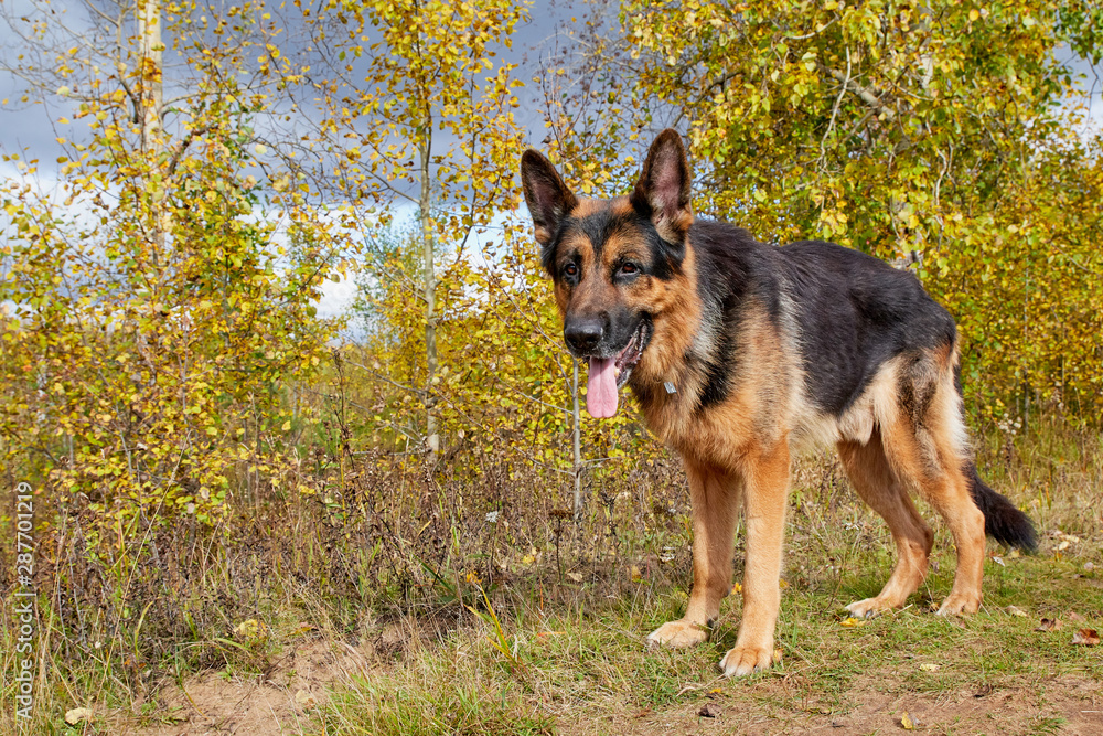Dog German Shepherd outdoors in an autumn day