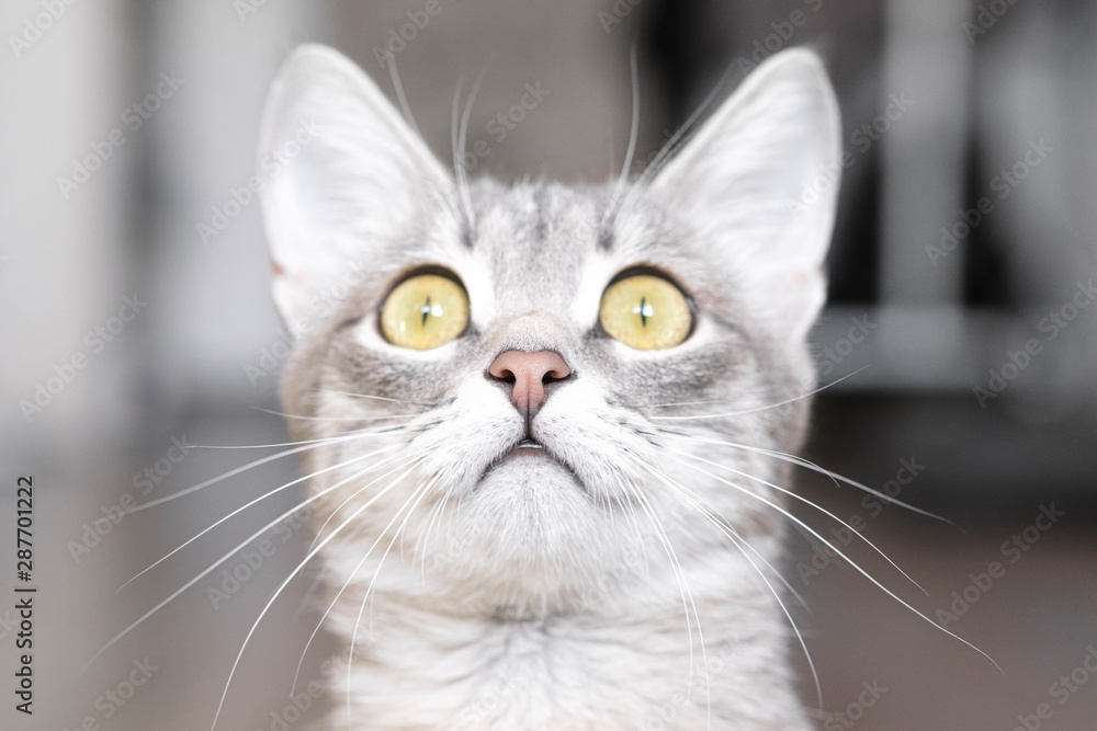 Portrait of a surprised cat, close-up, on a light background