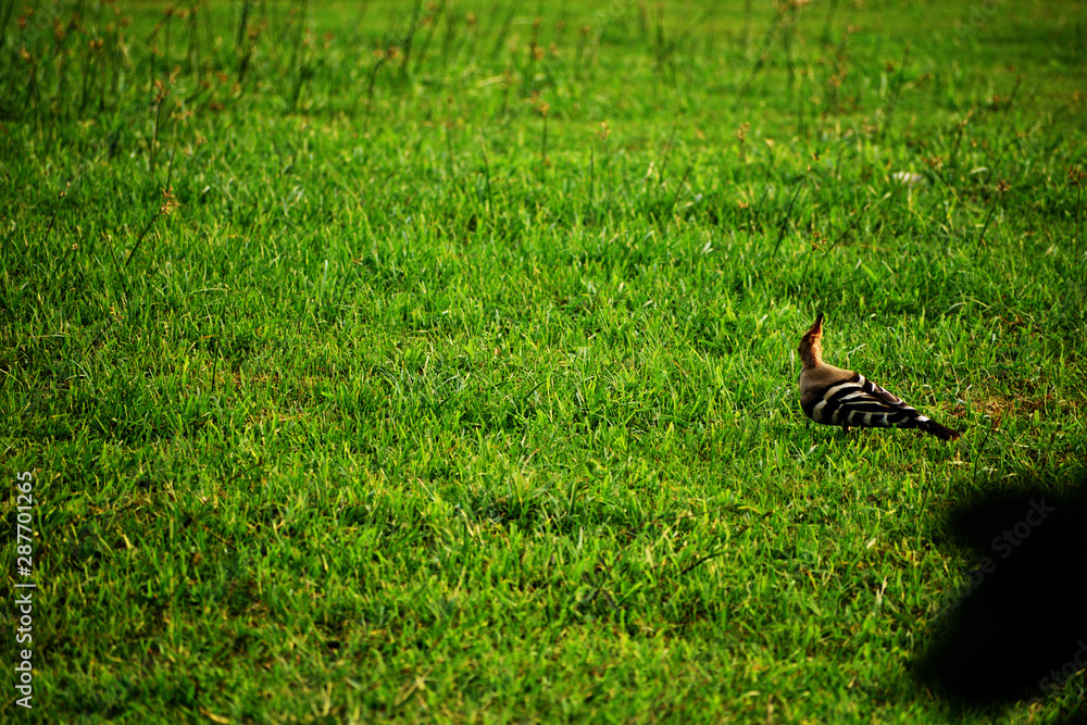 hoopoe bird in the grass