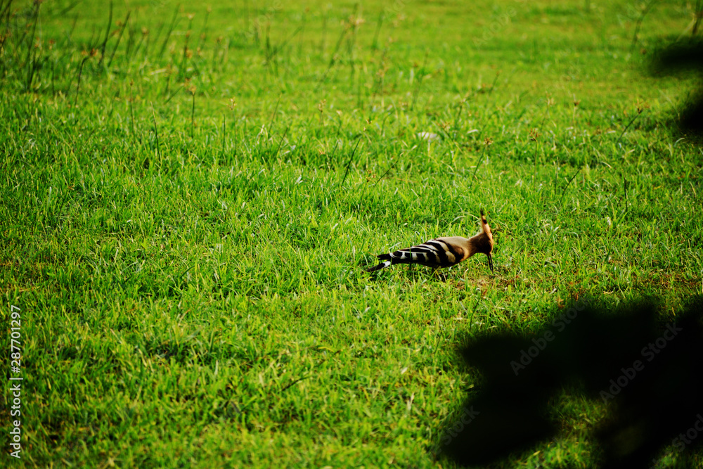 hoopoe bird on a grass field