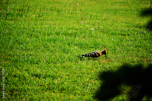 hoopoe bird on a grass field photo