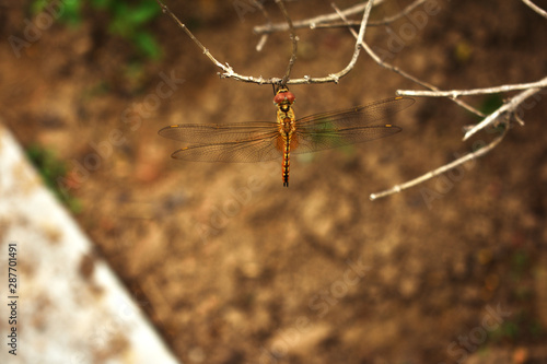 Wallpaper Mural dragonfly perching on a branch Torontodigital.ca