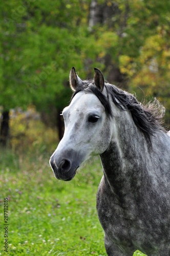 Portrait of a grey horse with a developing mane