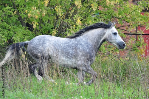 The golop grey stallion in a field