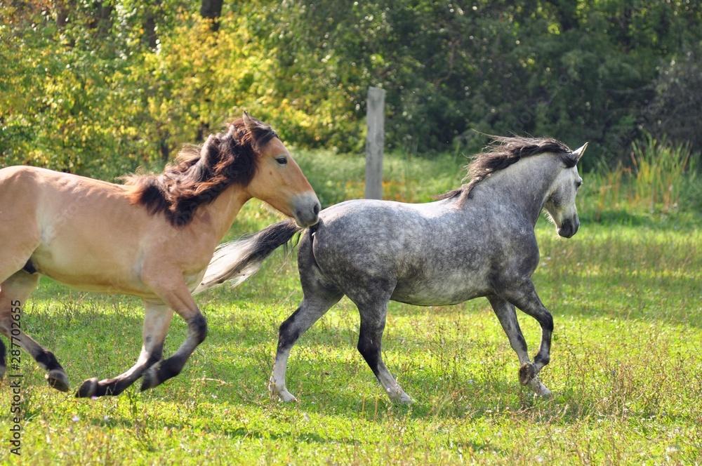 Holop in the fields of two horses Holop in the fields of two horses
