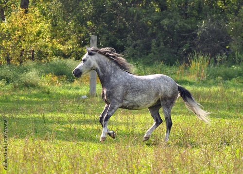 Gray horse bright  sunny autumn day