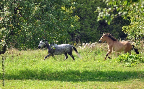 Horses run for the trees