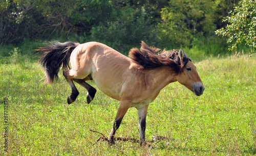 Young buckskin stallion playing field
