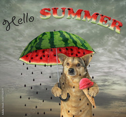 The dog under a watermelon umbrella is eating an umbrella fruit ice cream. Hello summer. © iridi66