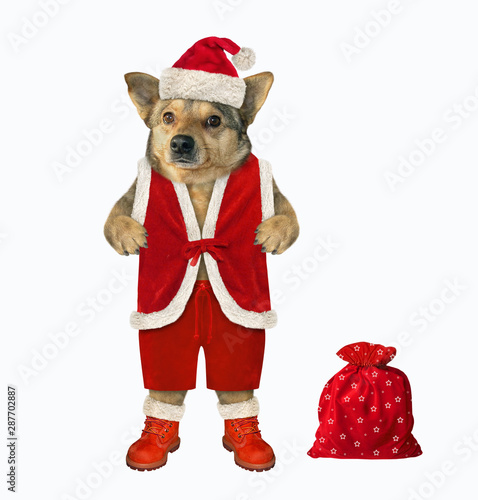 The dog in a Santa Claus outfit is standing near the a red sack of Christmas gifts. White background. Isolated. © iridi66