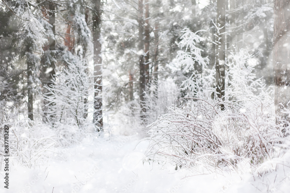 Fototapeta premium Winter landscape. Forest under the snow. Winter in the park.