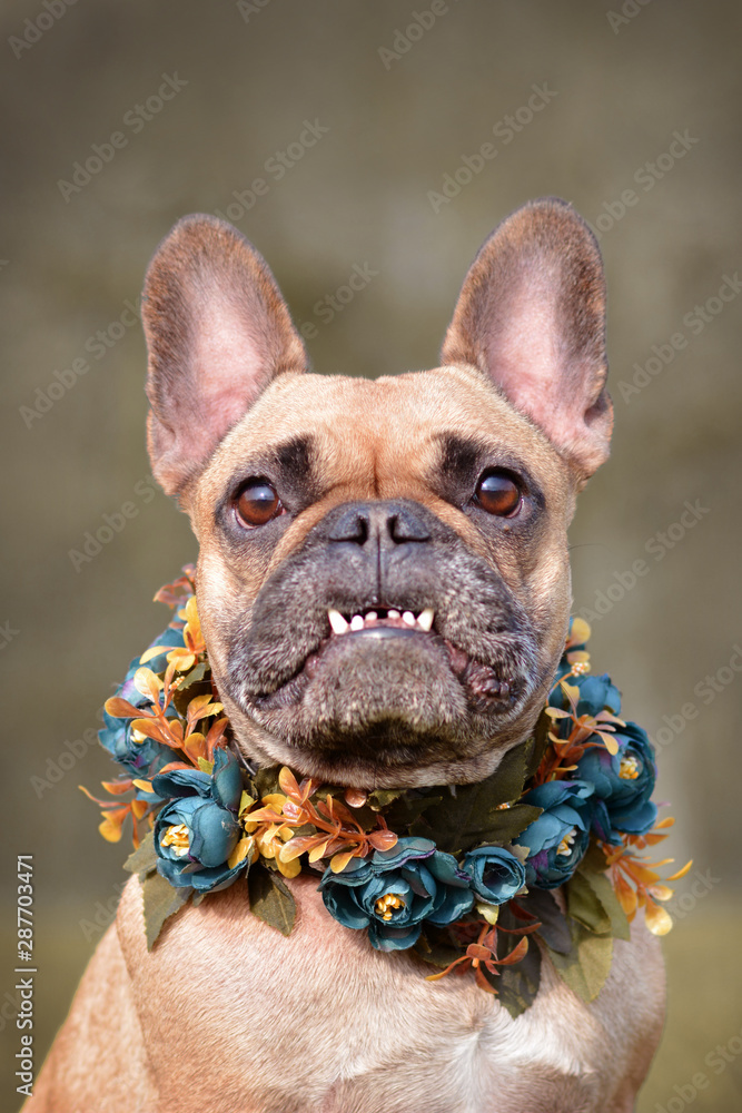 Funny portrait of a female brown French Bulldog dog showing smile with overbite wearing a selfmade bue floral collar in front of blurry background - obrazy, fototapety, plakaty 