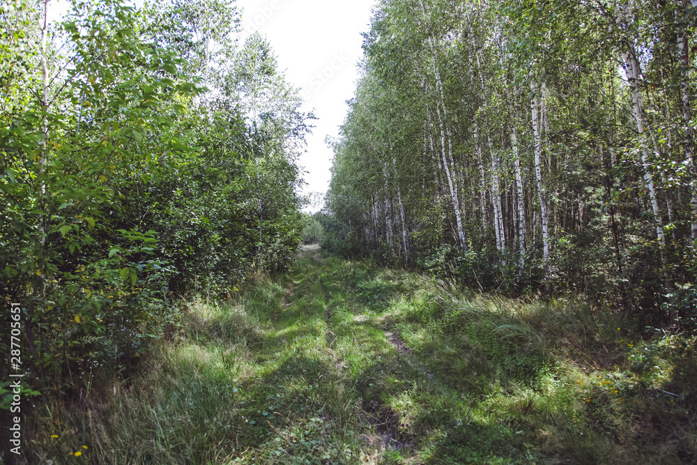 Path in a beautiful birch grove Path in a beautiful birch grove